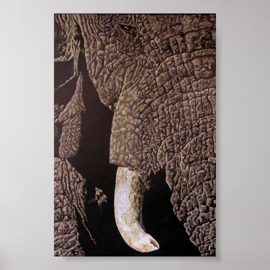 Bull Elephant Poster (Vorne)