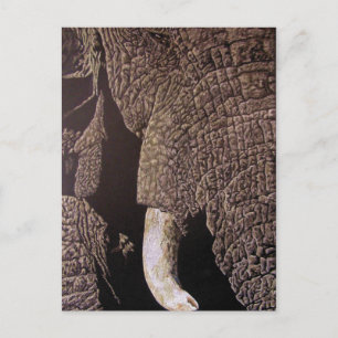 Bull Elephant Postkarte