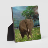 Bull Elephant Weizing, Fotoplatte (Vorderseite)