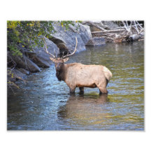 Bull Elk, Big Thompson River, Estes Park, Colorado
