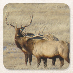 Bull Elk Brother Bulls Rechteckiger Pappuntersetzer