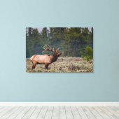 Bull Elk Bugling in den Tetons Leinwanddruck (Insitu (Holzboden))