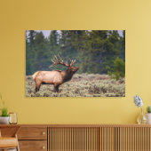 Bull Elk Bugling in den Tetons Leinwanddruck (Insitu (Wohnzimmer))