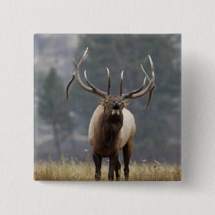 Bull Elk bugling, Yellowstone NP, Wyoming 2 Button