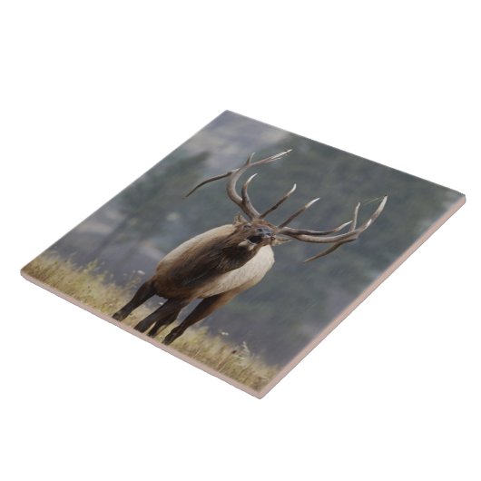 Bull Elk bugling, Yellowstone NP, Wyoming 2 Fliese (Seite)