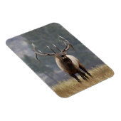 Bull Elk bugling, Yellowstone NP, Wyoming 2 Magnet (Rechte Seite)