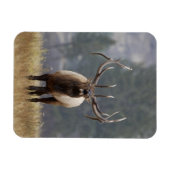Bull Elk bugling, Yellowstone NP, Wyoming 2 Magnet (Horizontal)