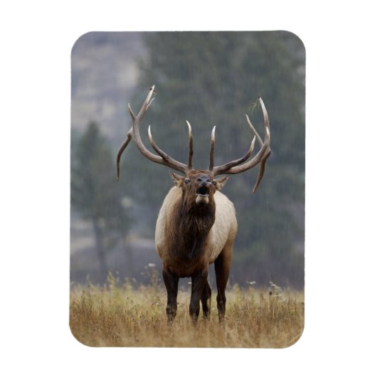 Bull Elk bugling, Yellowstone NP, Wyoming 2 Magnet (Vertikal)