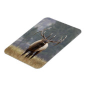 Bull Elk bugling, Yellowstone NP, Wyoming 2 Magnet (Linke Seite)