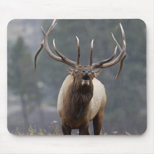 Bull Elk bugling, Yellowstone NP, Wyoming 2 Mousepad (Vorne)