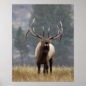 Bull Elk bugling, Yellowstone NP, Wyoming 2 Poster (Vorne)