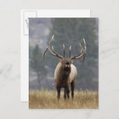 Bull Elk bugling, Yellowstone NP, Wyoming 2 Postkarte (Vorne/Hinten)