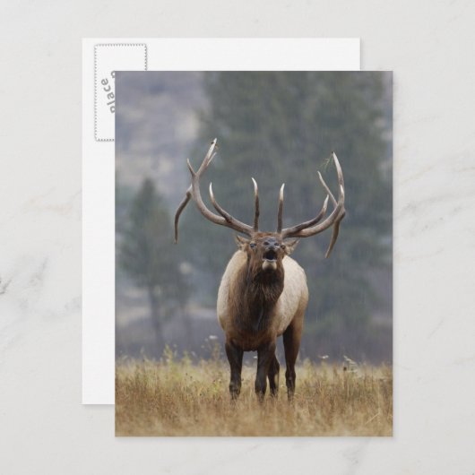 Bull Elk bugling, Yellowstone NP, Wyoming 2 Postkarte (Vorne/Hinten)