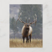 Bull Elk bugling, Yellowstone NP, Wyoming 2 Postkarte (Vorderseite)