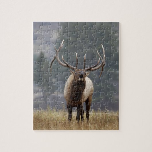 Bull Elk bugling, Yellowstone NP, Wyoming 2 Puzzle (Vertikal)
