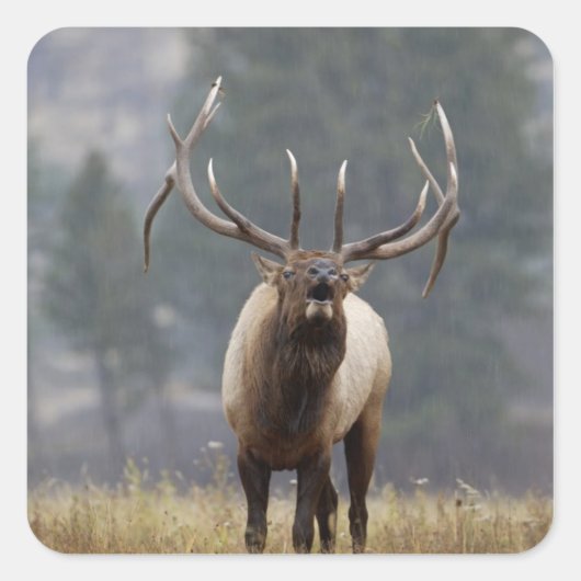 Bull Elk bugling, Yellowstone NP, Wyoming 2 Quadratischer Aufkleber (Vorderseite)