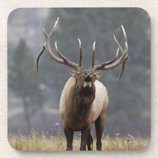 Bull Elk bugling, Yellowstone NP, Wyoming 2 Untersetzer (Vorderseite)