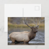Bull Elk Crossing | Yellowstone-Nationalpark Postkarte (Vorne/Hinten)