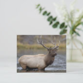 Bull Elk Crossing | Yellowstone-Nationalpark Postkarte (Stehend Vorderseite)