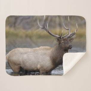Bull Elk Crossing   Yellowstone-Nationalpark Sherpadecke