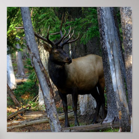 Bull-Elk-Fotografie Poster (Vorne)