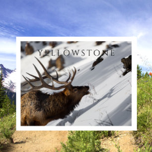 Bull Elk Grazing, Winter, Yellowstone NP Postkarte