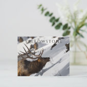 Bull Elk Grazing, Winter, Yellowstone NP Postkarte (Stehend Vorderseite)