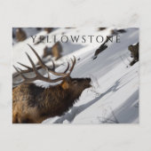Bull Elk Grazing, Winter, Yellowstone NP Postkarte (Vorderseite)