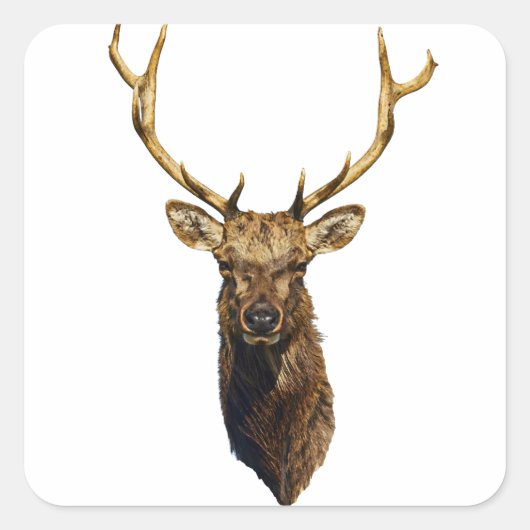 Bull Elk Head Tierart Wildtiere Quadratischer Aufkleber (Vorderseite)