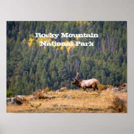 Bull Elk im Rocky Mountain National Park Foto Poster