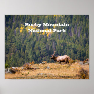 Bull Elk im Rocky Mountain National Park Foto Poster