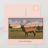 Bull Elk im Yellowstone Park Postkarte (Vorne/Hinten)