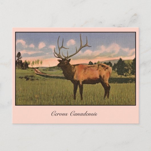 Bull Elk im Yellowstone Park Postkarte (Vorderseite)