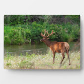Bull Elk in der National Bison Range, Montana Fotoplatte (Vorderseite)