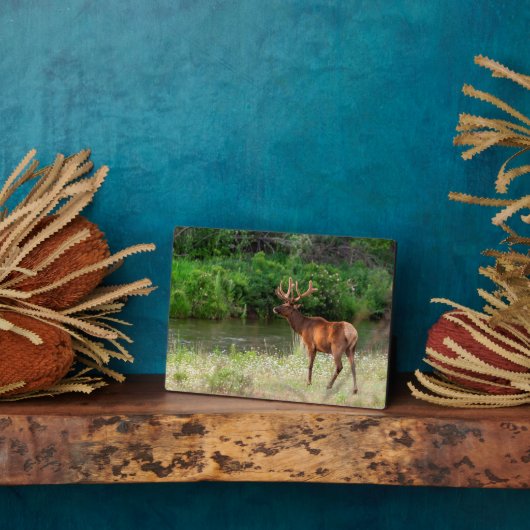 Bull Elk in der National Bison Range, Montana Fotoplatte (Seite)