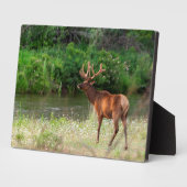 Bull Elk in der National Bison Range, Montana Fotoplatte (Seite)