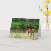 Bull Elk in der National Bison Range, Montana Karte (Gelbe Blume)