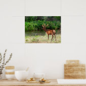 Bull Elk in der National Bison Range, Montana Poster (Küche)