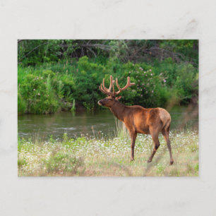 Bull Elk in der National Bison Range, Montana Postkarte