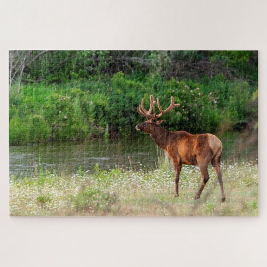 Bull Elk in der National Bison Range, Montana Puzzle (Horizontal)