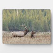 Bull Elk in Meadow | Yellowstone-Nationalpark Fotoplatte (Vorderseite)