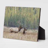 Bull Elk in Meadow | Yellowstone-Nationalpark Fotoplatte (Seite)