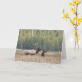 Bull Elk in Meadow | Yellowstone-Nationalpark Karte (Gelbe Blume)