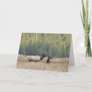 Bull Elk in Meadow Yellowstone-Nationalpark Karte