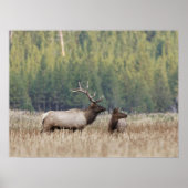 Bull Elk in Meadow | Yellowstone-Nationalpark Poster (Vorne)