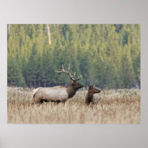 Bull Elk in Meadow   Yellowstone-Nationalpark Poster