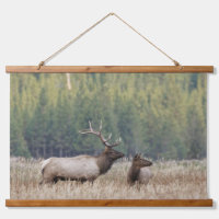 Bull Elk in Meadow | Yellowstone-Nationalpark