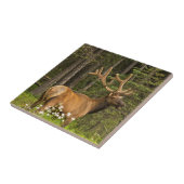 Bull elk in samvet, Kanada Fliese (Seite)