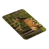 Bull elk in samvet, Kanada Magnet (Rechte Seite)