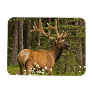 Bull elk in samvet, Kanada Magnet